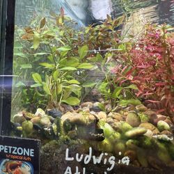 Ludwigia “Atlantis” Aquatic Stem Plant - Aquascape Aquarium Plant For Freshwater Fish Tank 