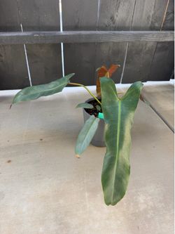 Philodendron Atabapoense
