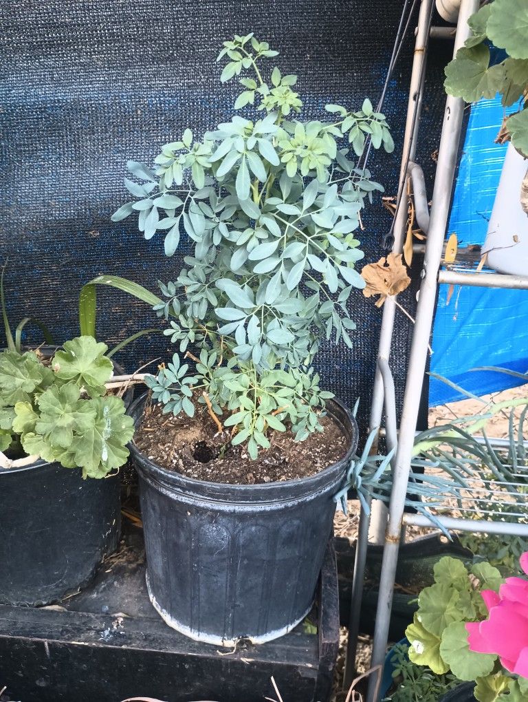 Plantas De Rudas Grandes