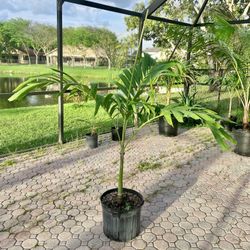 christmas palm adonidia merrillii (7 gallon)