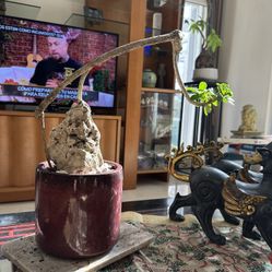 Hawai Umbrella Bonsai