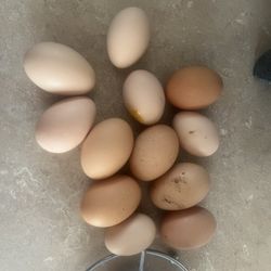 Fresh Chicken Eggs