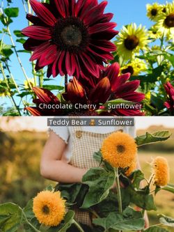 SUNFLOWER 🌻 seedlings Chocolate Cheery & Teddy Bear
