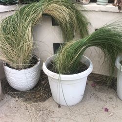 Wild Grass -with Big Pots 