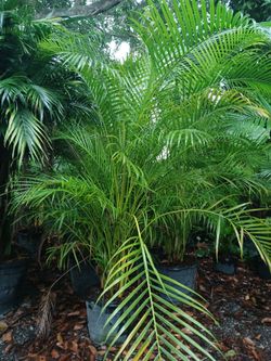 Areca palm trees 15gl $45