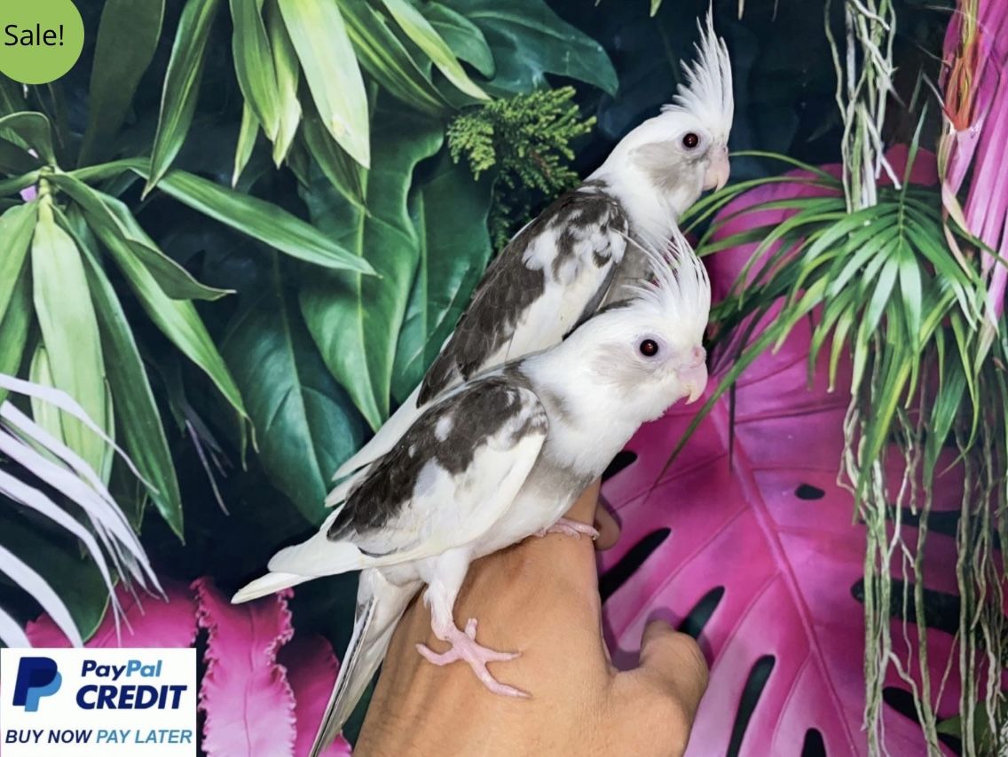 White Face Pied Cockatiel