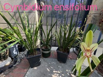 Cymbidium ensifolium 'JinQi' super fragrant smell