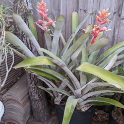 Romelia Plant