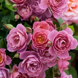 Mature Large Rare Japanese Florist Shrub Rose :Aoi