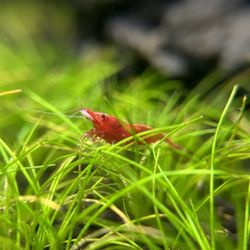 Cherry Shrimp Decoration Aquarium 