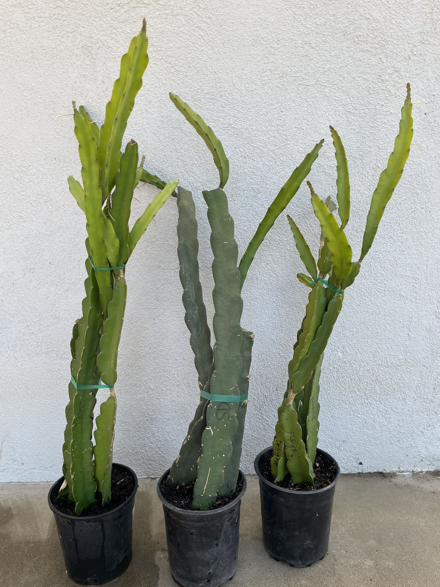 Rooted Dragonfruit Fruit Plant