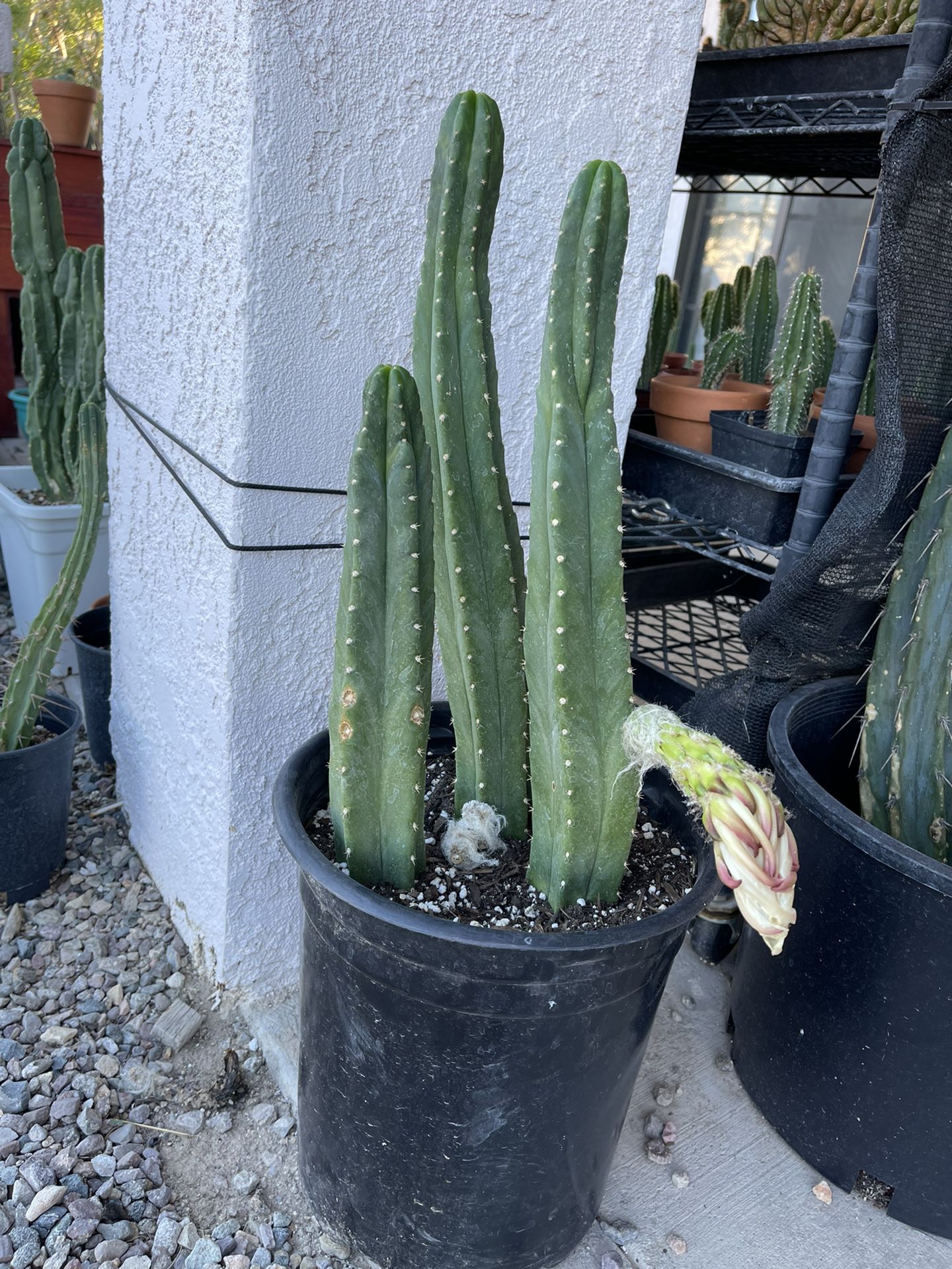 3 San Pedro Cactus - Trichocereus Pachanoi 