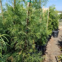 Podocarpus