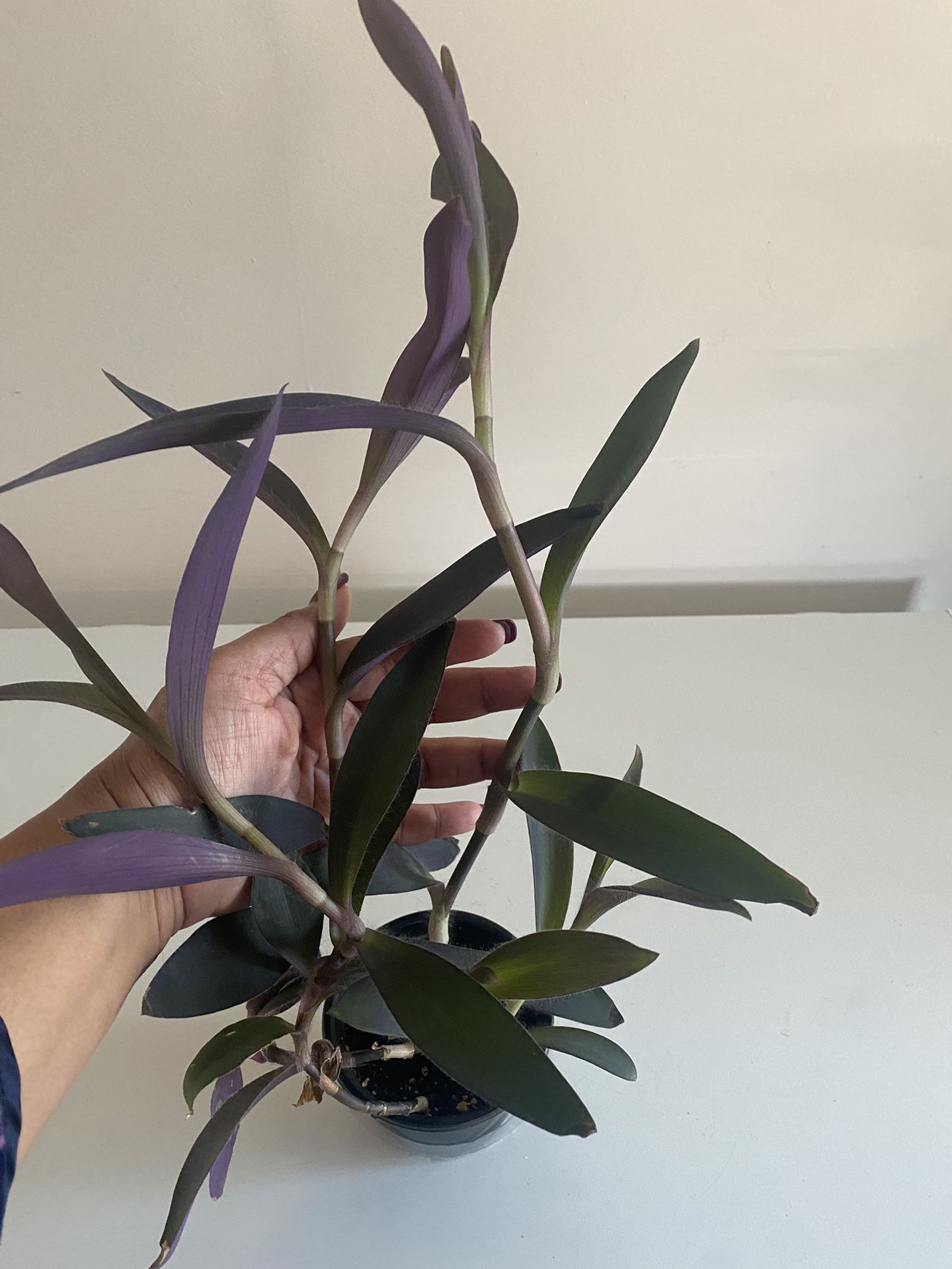 Purple Heart wandering jew Tradescantia Pallida Purpurea in 4” pot