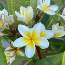 Plumaria