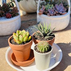Mini Cute Pot With Arrangements Succulents 