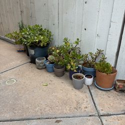 Ceramic Pots With Succulents.