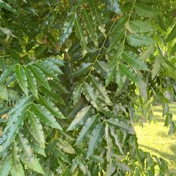 Neem Leaves…$10 A Bag