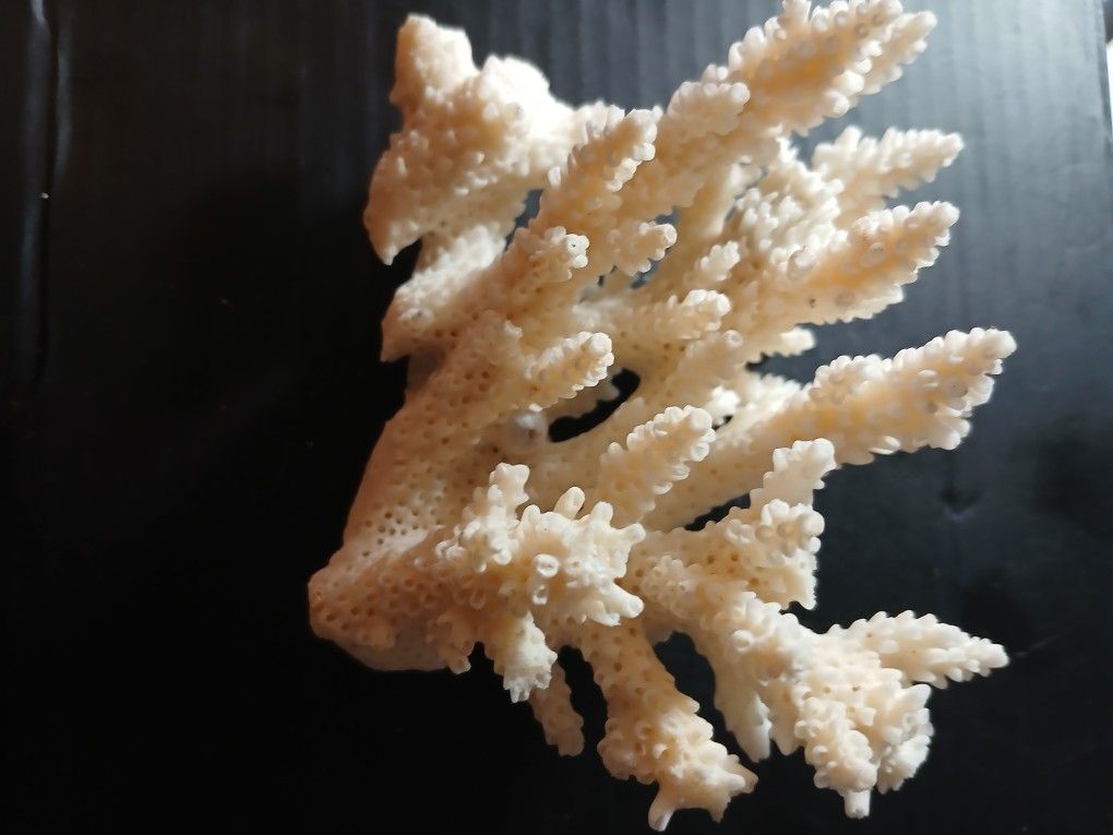 Coral