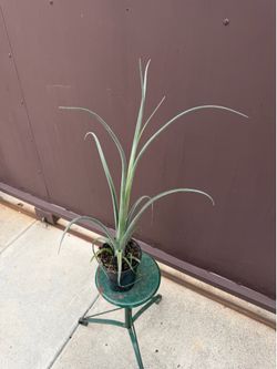 5” curly slim air plant