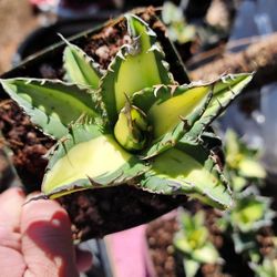 Titanota Solar Eclipse