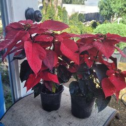 Poinsettias 