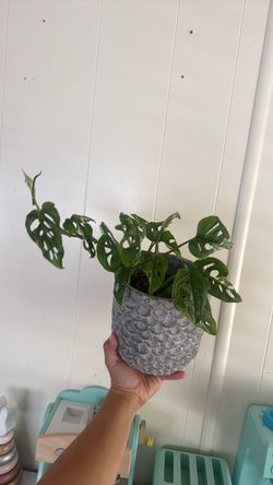 swiss cheese mint plant