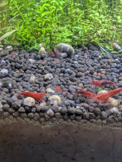 Decor For Aquarium