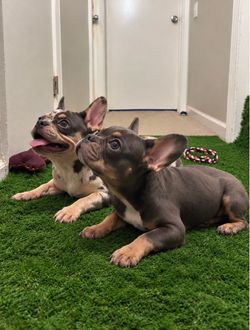 Training Grass padding for puppies