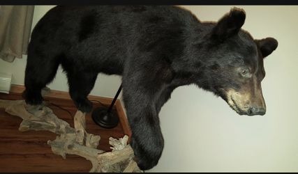 Taxidermy Black Bear