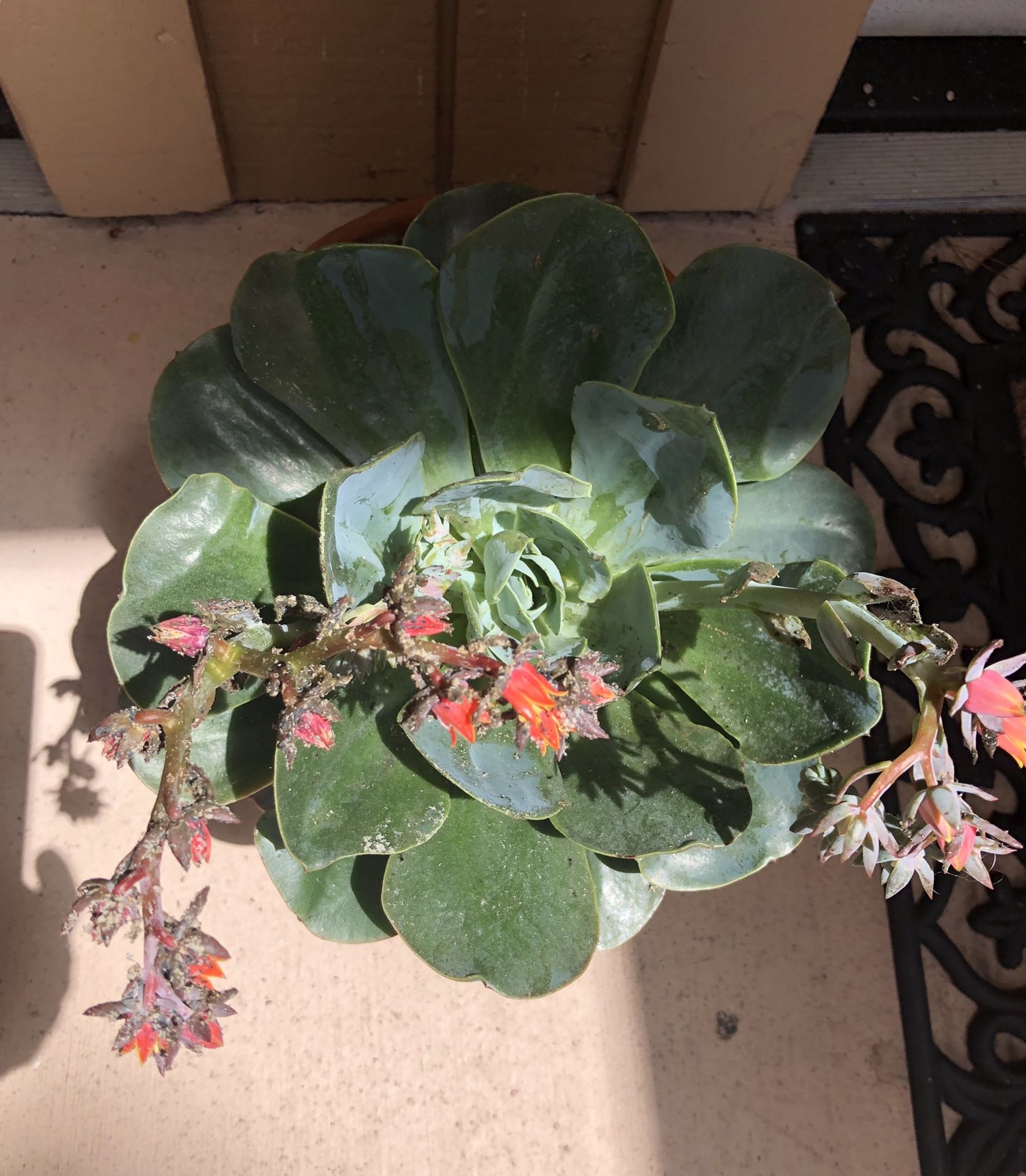 Succulent