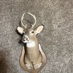 Deer mount