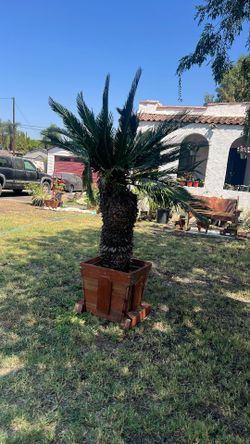 Palm