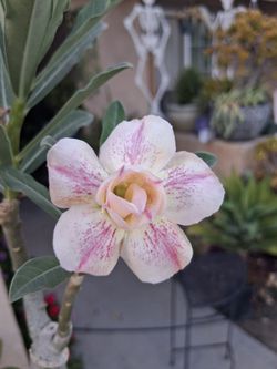 Small Dessert Rose Plant $25