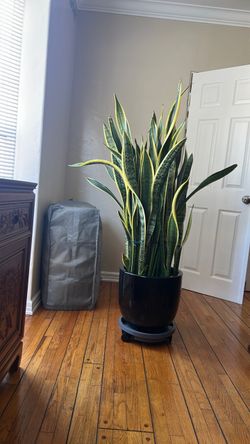 Large Snake Plant in Black Ceramic Pot