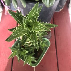 Star Cactus Succulent ….! Great Little Starters..!