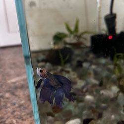 Fish With Tank And Accessories 