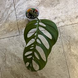 Monstera Esqueleto Pant Rooted Huge Leaf Cutting 