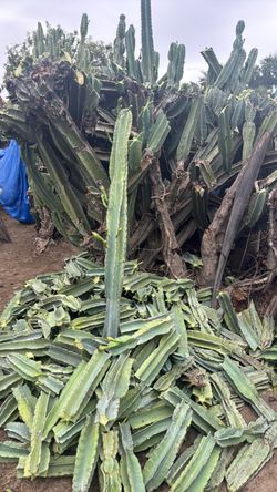 Planta de pitalla