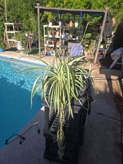 Healthy lg spider Plants In 9in wide plastic hanging pots.. $12 each or 2 for $20