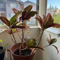 Croton Plant