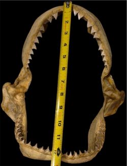 Huge Real Bull SHARK JAW! Approximately 12”inches of real shark jaws