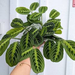 Lemon Lime Maranta Plant 6" Pot - Indoor House Plants