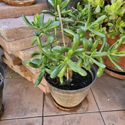 Succulant plant in a ceramic pot