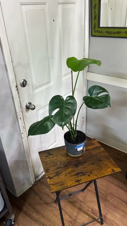 Monstera plant 🌱-29” tall