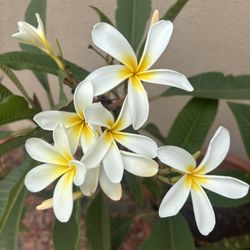 Plumeria Tree. Pot Included