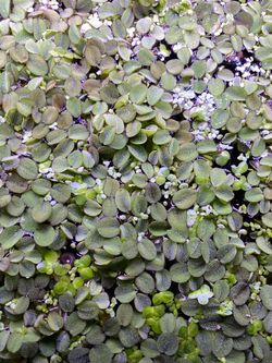 $1 Floating Plants