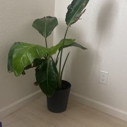 Indoor Plant 