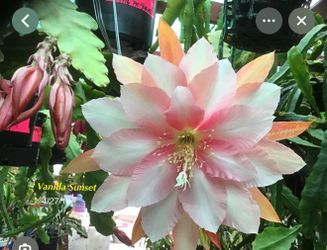 Ephiphyllium vanilla sunset
