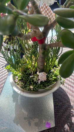 Jade plant